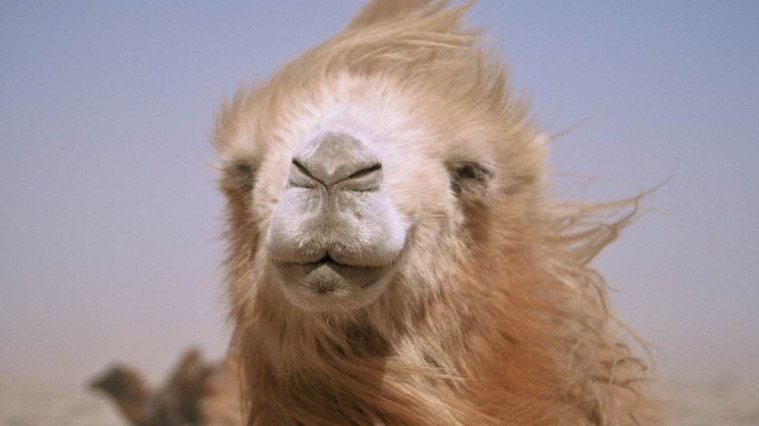 FOLLIA E DINTORNI - Rassegna Cinematografica